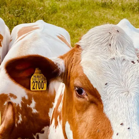 럭셔리텐트 Luxury *